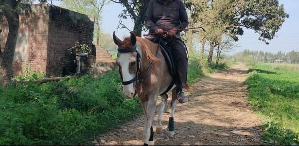 Kabutri 5 kalyan ghori for sale umer 9 hieght 63+chutari ghori