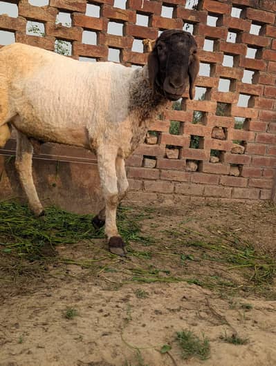 Dasi And Mundra Crose For sale 03261055540 Whatsapp