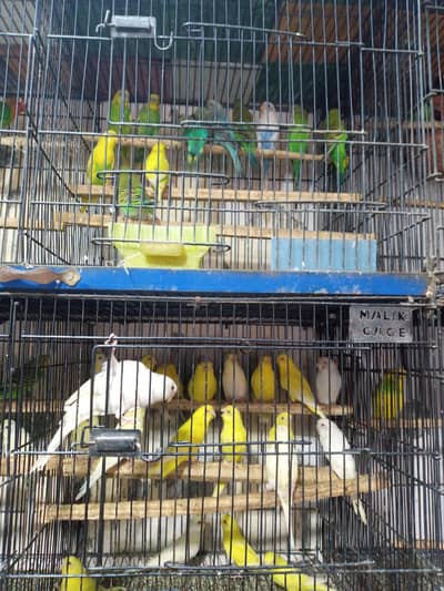 bridar pair for sale