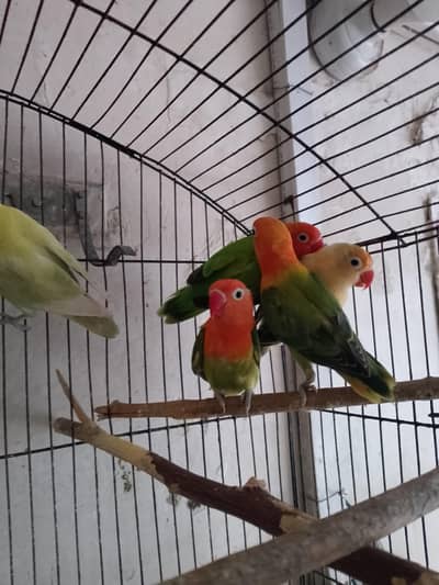 Green Opline into Euwing opline