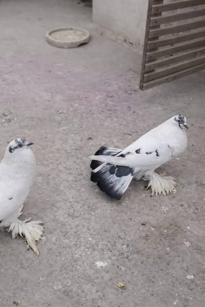 Balloon Peigon White Urgent Sale .