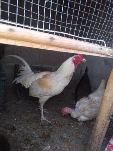 desi hens . . misrri hens