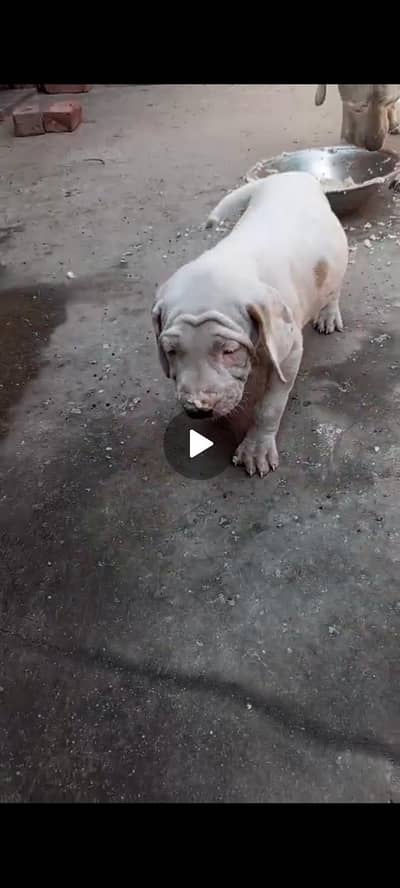 pure bully female for sale