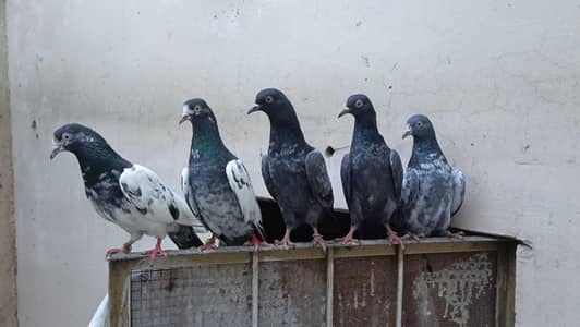 taddy pair and salary bachy