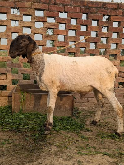 Dasi And Mundra Crose For sale 03261055540 Whatsapp