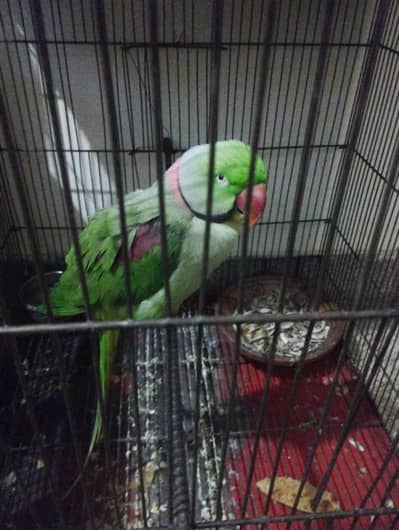 hand tame ha. ksi ko bite nai krta