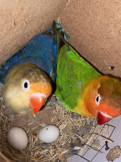 4 partition cage 2 love birds pairs 2 bajri pairs 1 jawa pair