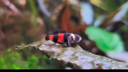 bumblebee goby male female pair