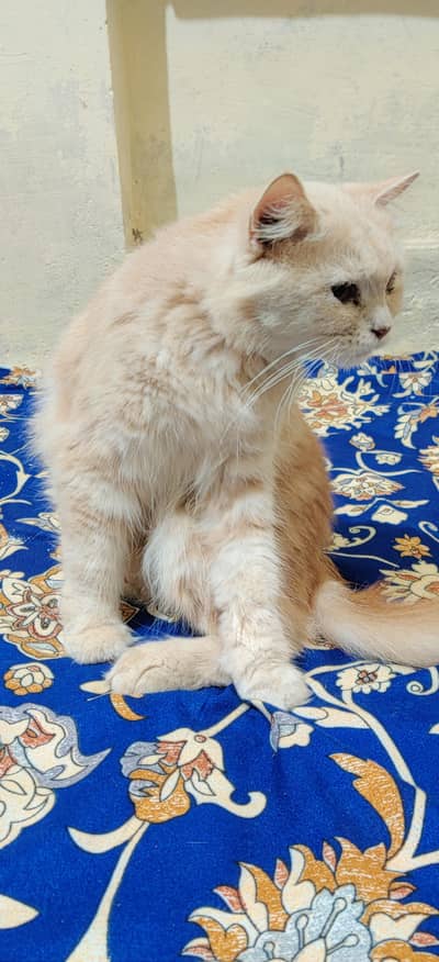 Beautiful Persian Cat (Breeder)