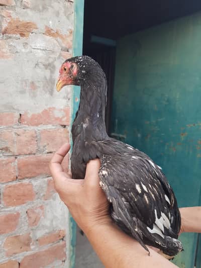 barmi 3 pice ek pice thi baqi detail whatsaap pa aa jany video dekhny