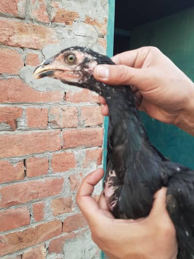 drgin thi cros phti age 3 month exchange  ofeer only chiks