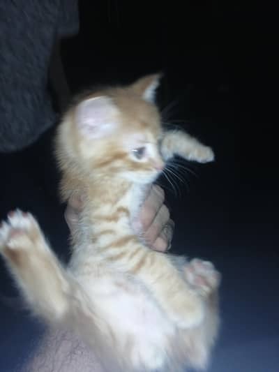 original Persian Breed