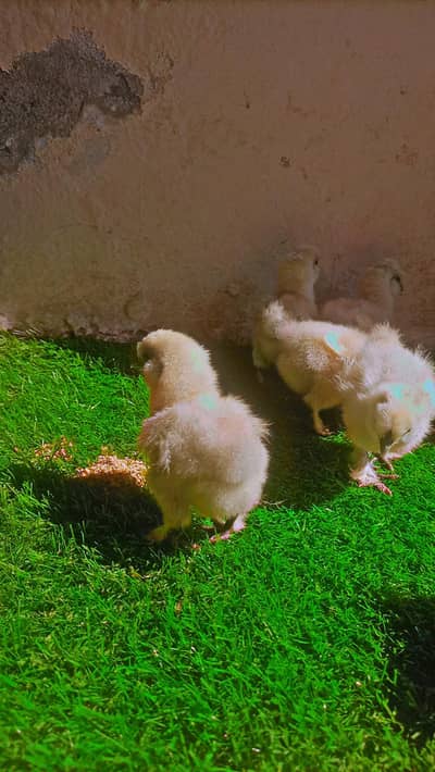 silkie chicks