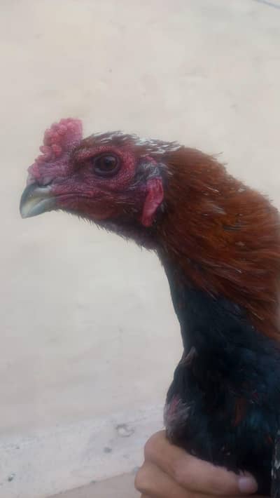 dragon patha for sale black skin ma ha mazbot