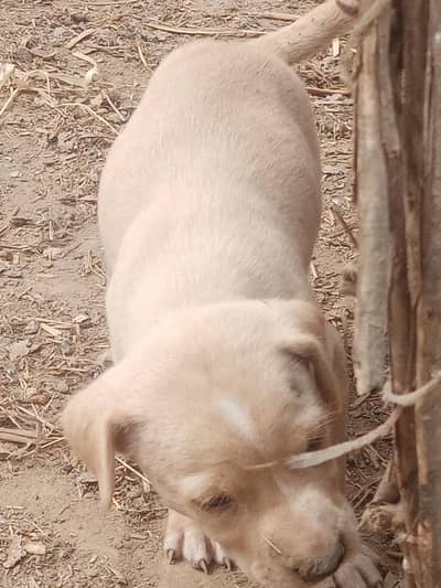 beautiful dogs chicks