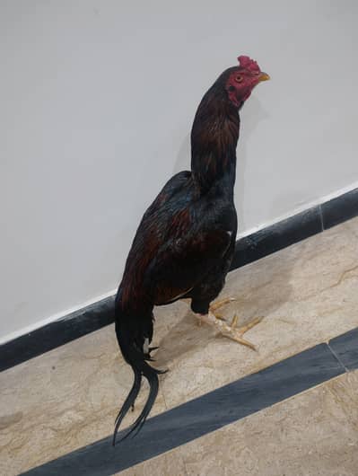 Aseel Murgha Strong Breeder