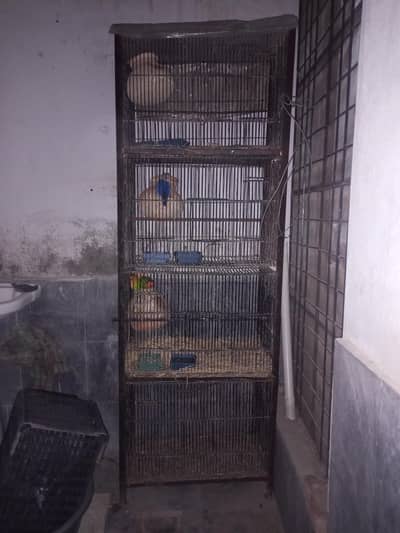 3 pair Fisher and lovebird