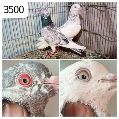 high flyer pigeon Whatsapp 03290705204