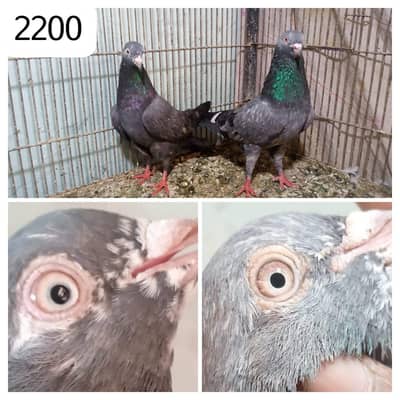 high flyer pigeon Whatsapp 03290705204