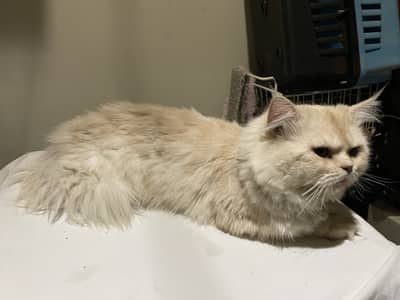 Persian Male Cat