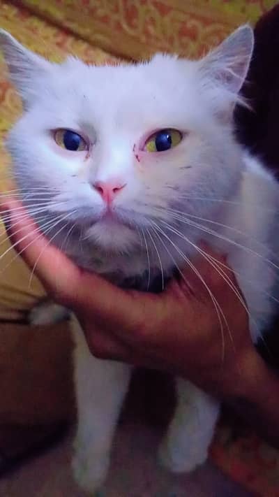 urgent for sale persian cat punch face trripel code