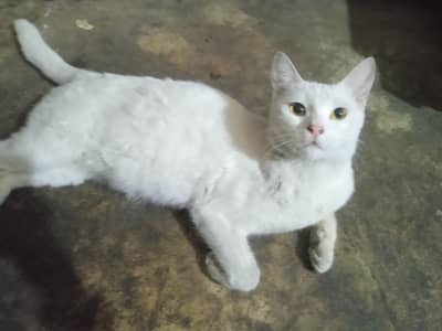 white cat
