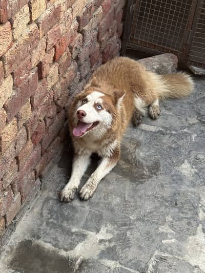 siberian huskey female 1 year