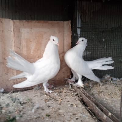 English faintail lakha kabootar laka kabotar peigion