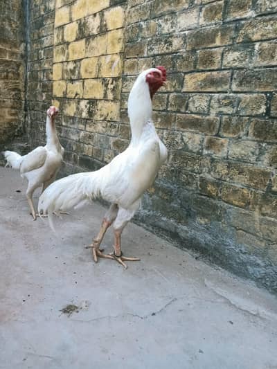 oh shamo egg  available