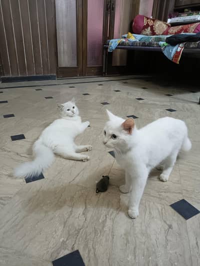 White Persian Cat Pair