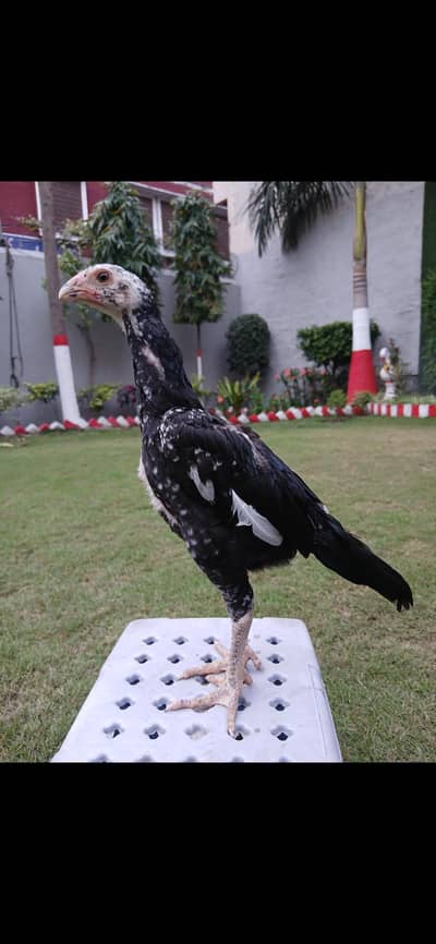 shamo chicks high quality