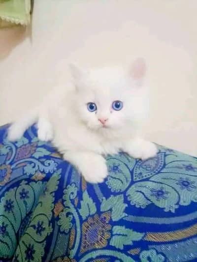 Persian cat for sale my WhatsApp number  0370-36-59-905