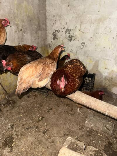 Golden misri eggs  daily dati hain