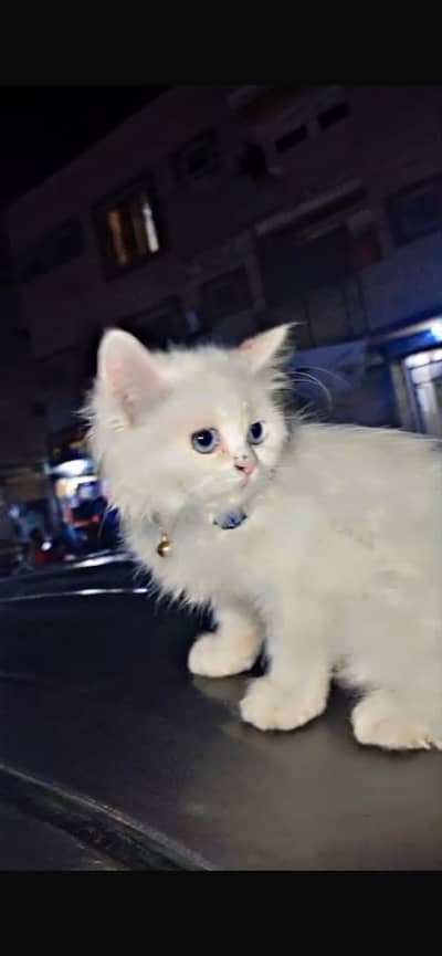 Persian Cat
