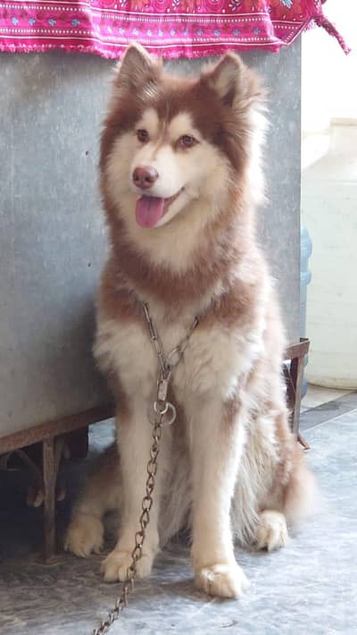 Siberian Husky Female - Wooly Coat