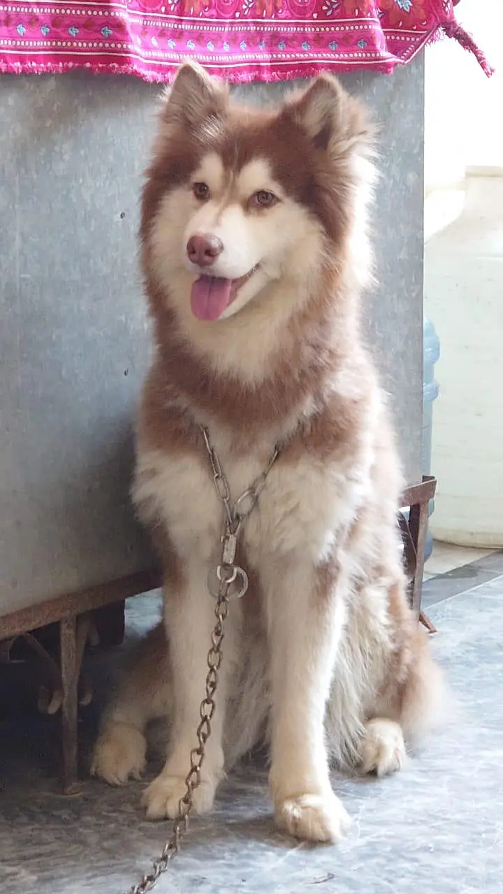 Siberian Husky Female - Wooly Coat