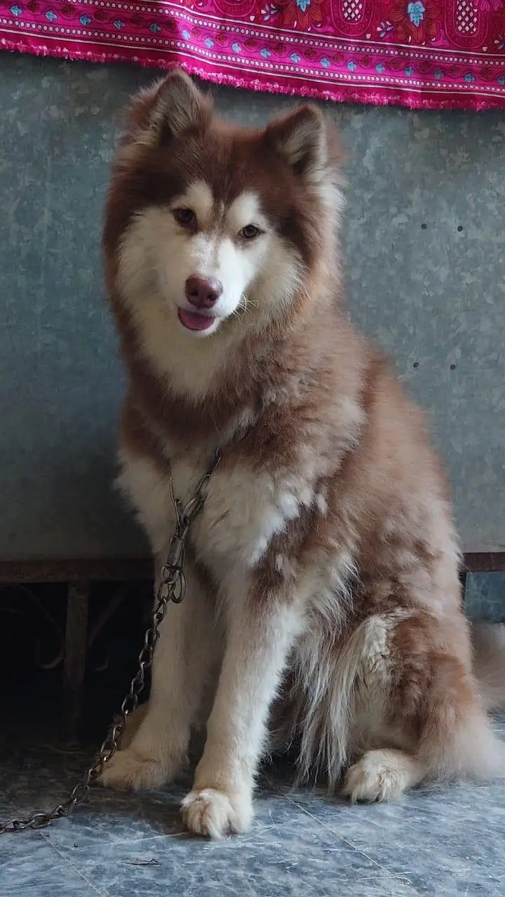 Siberian Husky Female - Wooly Coat — photo 3