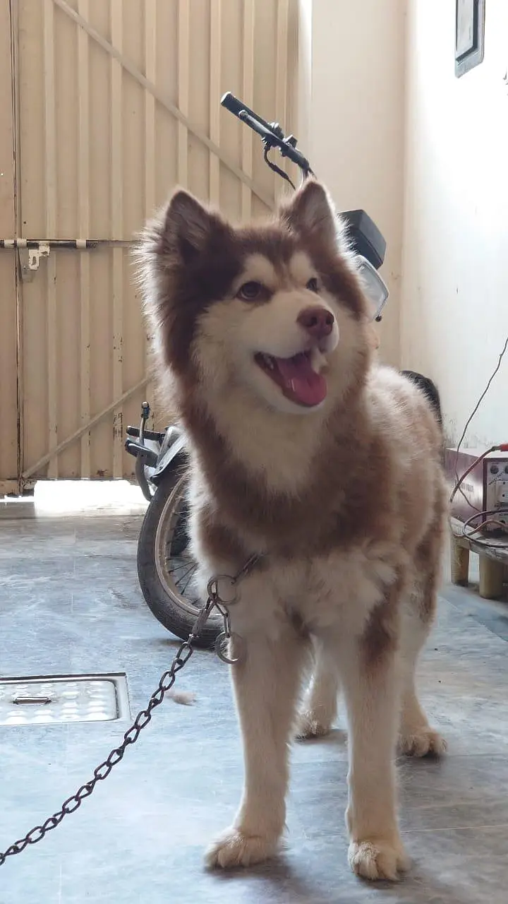 Siberian Husky Female - Wooly Coat — photo 4