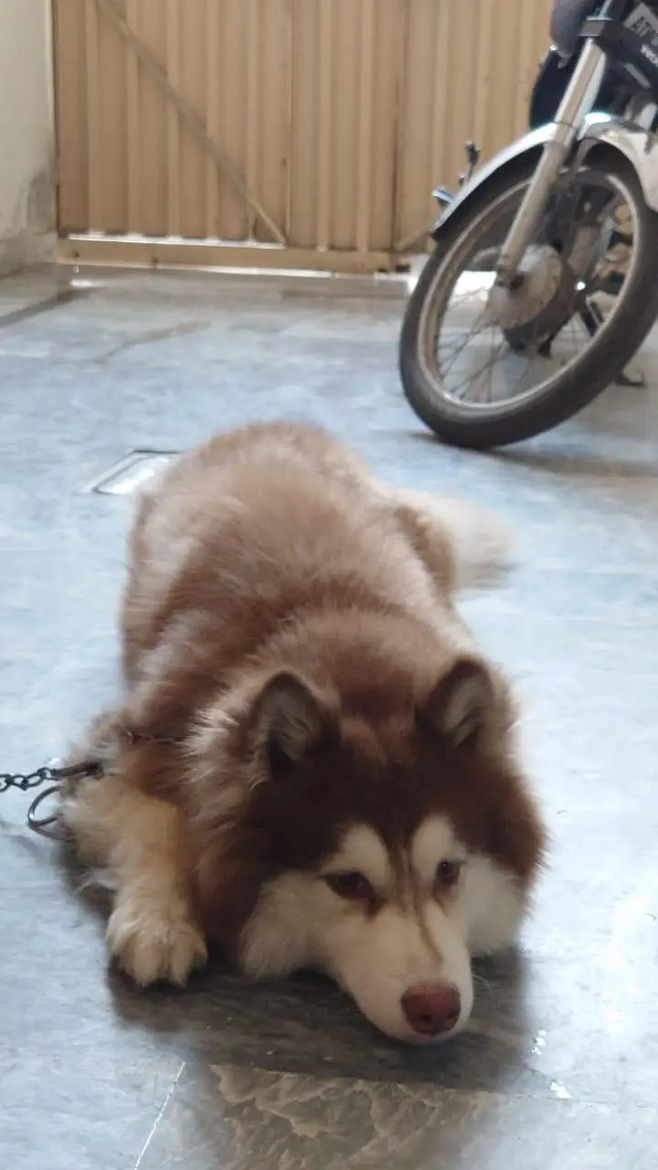 Siberian Husky Female - Wooly Coat — photo 5