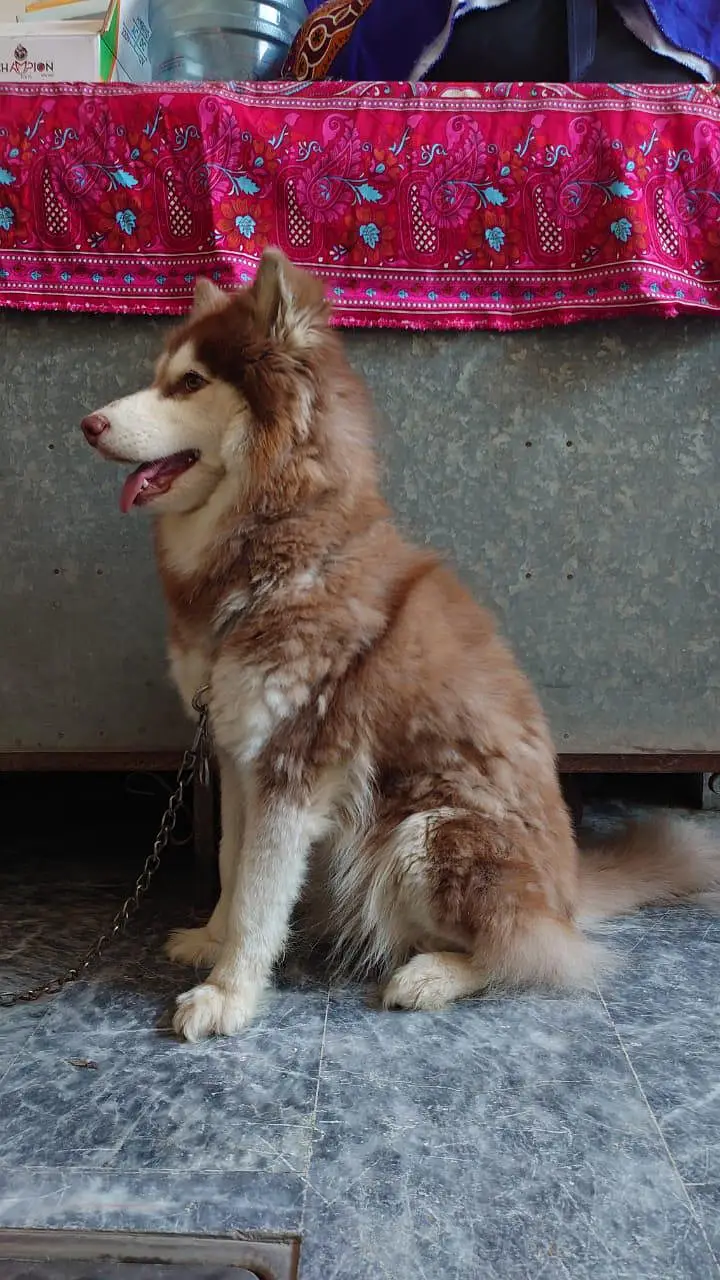 Siberian Husky Female - Wooly Coat — photo 6