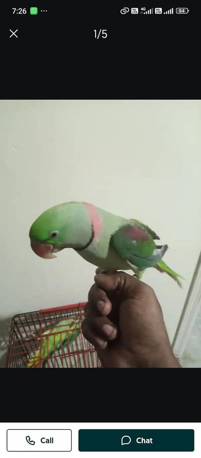 Kashmiri raw parrot for sale