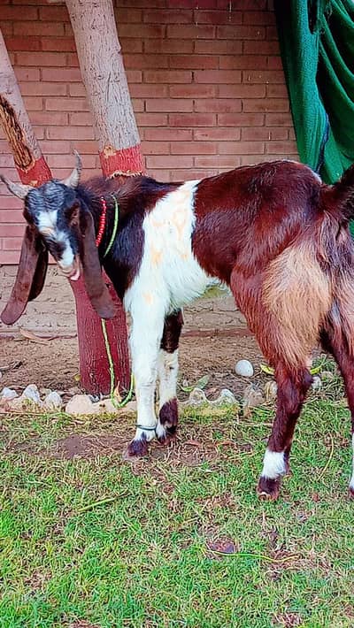 2 Danth Bakra for sale