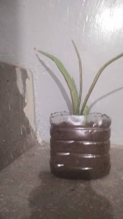 Fresh aloevera plant