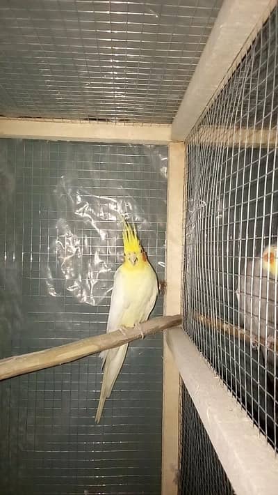 1 common white male  1pair gray  1pair jawa 1pair budgie