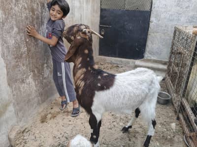 kamori bakri urgent sale