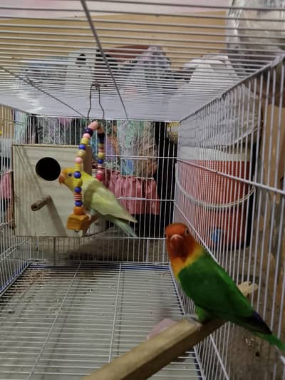 PALEFELLOW PAIR BREEDER 3 CHICKS