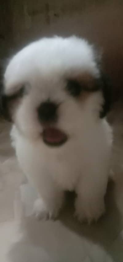 Pure Shih Tzu Puppy for Sale  1 Month Old Very Cute & Healthy