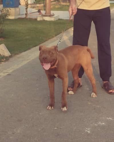 American Pitbull
