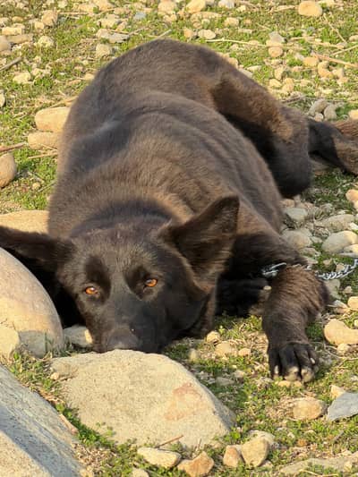 black shepherd