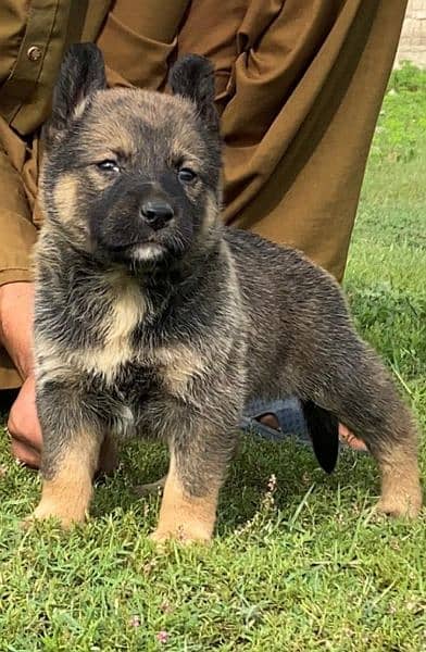 Belgium bilinas bigyari mail for sale activehealthy fully security dog